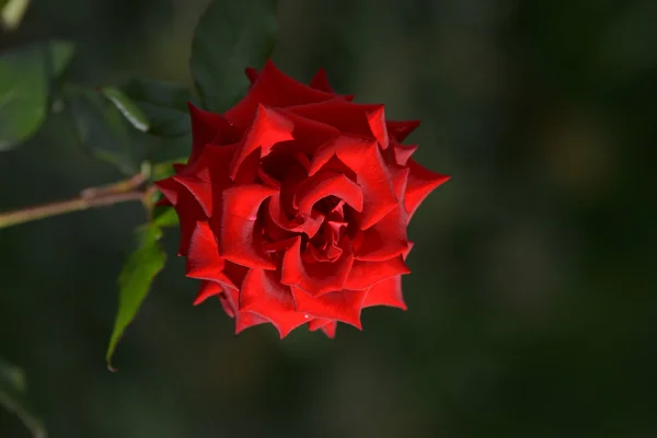 Abelha flores — Fotografia de Stock