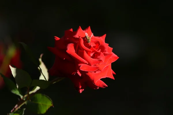 Abelha flores — Fotografia de Stock