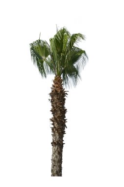 İzole koleksiyonu palmiye ağacı