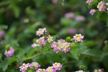 Kelebek çiçek phlox yaz roisterer