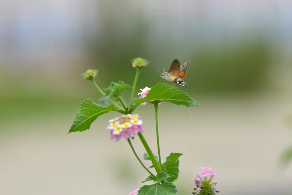 Flor de mariposa Phlox rugiente de verano — Foto de Stock