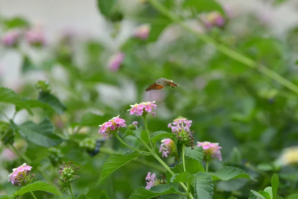 Flor de borboleta flox roisterer verão — Fotografia de Stock