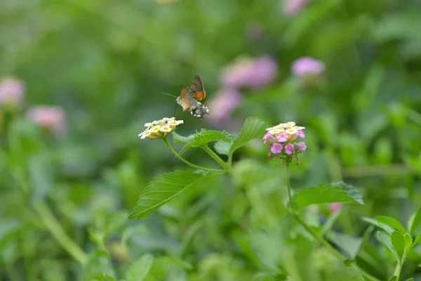 Flor de borboleta flox roisterer verão — Fotografia de Stock