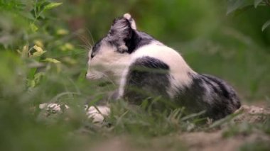 Genç kedi arka ışıklandırmada kelebek avlıyor.