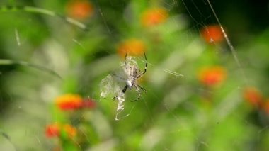 Örümcek ağındaki yeşil arka planı olan örümcek.