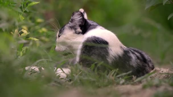 Gato joven caza mariposa en un prado retroiluminado — Vídeo de stock