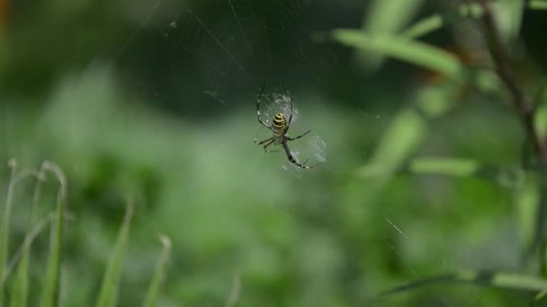 Spider on a spider web with a green background — Stock Video