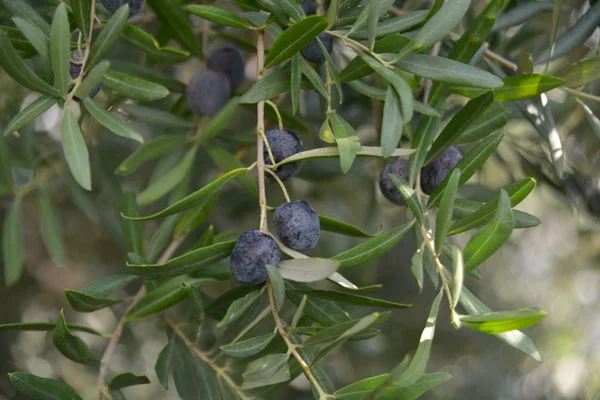 Зеленые и черные оливки с листьями — стоковое фото