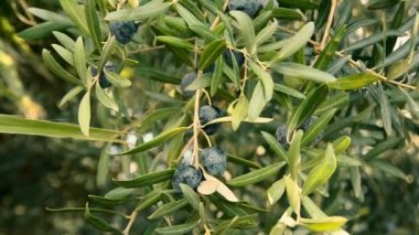 yeşil ve Siyah Zeytin yaprağı ile