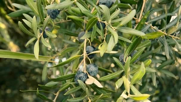 Зеленые и черные оливки с листьями — стоковое видео