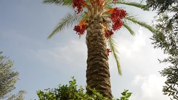 Финиковые пальмы — стоковое видео