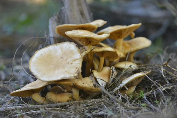 Forest mushrooms in the grass — Stock Photo, Image