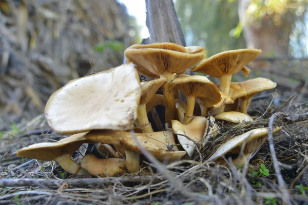 Forest mushrooms in the grass — Stock Photo, Image