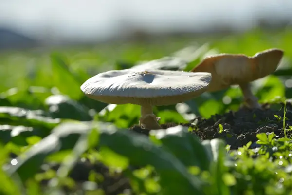 Forest mushrooms in the grass — Stock Photo, Image