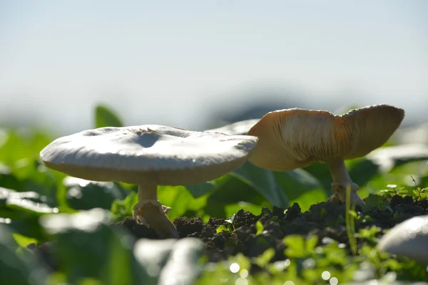 Forest mushrooms in the grass — Stock Photo, Image