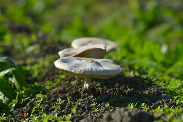 Forest mushrooms in the grass — Stock Photo, Image