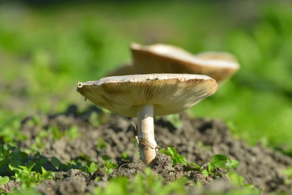 Forest mushrooms in the grass — Stock Photo, Image