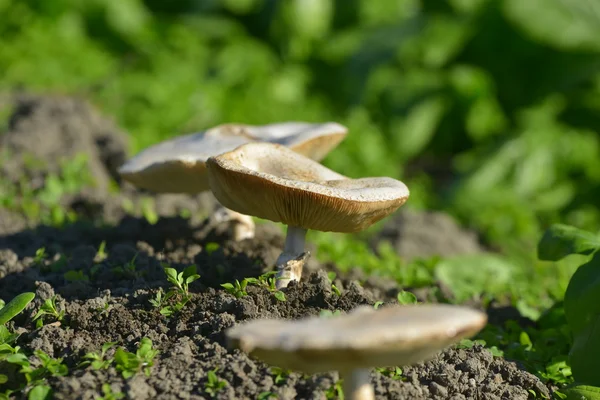 Forest mushrooms in the grass — Stock Photo, Image