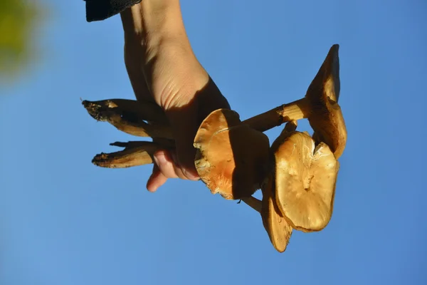 Funghi della foresta nell'erba — Foto Stock