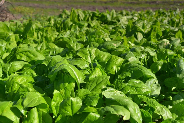 Culture de légumes rayés plante de croissance — Photo