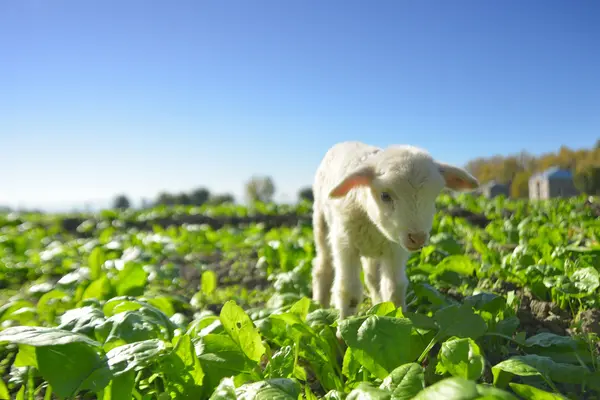 Lamm vit våren sweet nya — Stockfoto