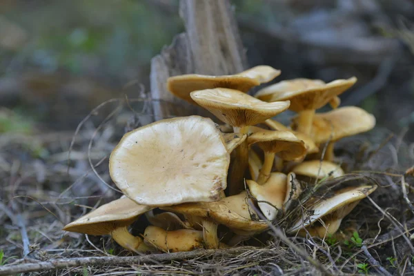 Forest mushrooms in the grass — Stock Image Forest mushrooms in the grass Royalty Free Stock Images