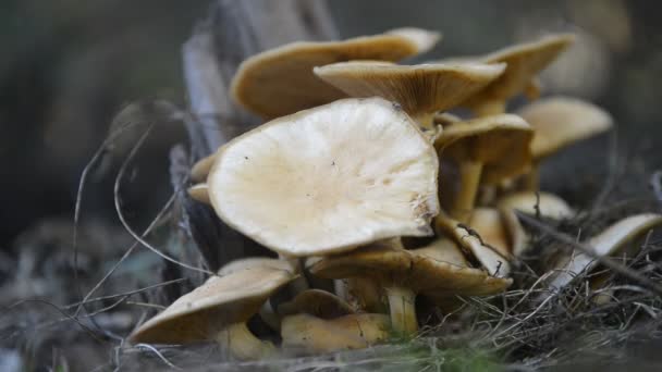 Paddenstoelen uit het bos in het gras — Stockvideo