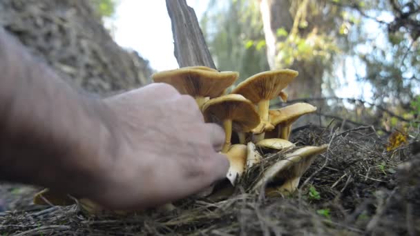 Champignons forestiers dans l'herbe — Video