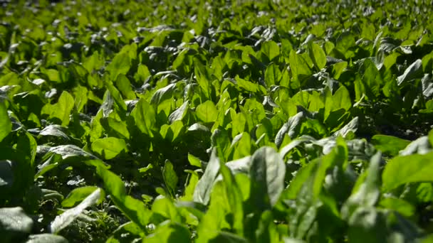 Filas en el campo. Composición agrícola — Vídeos de Stock