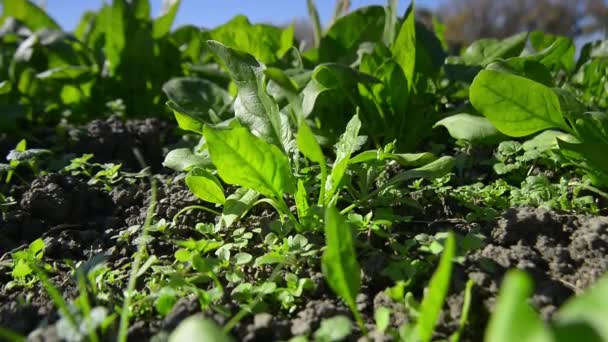 Filas en el campo. Composición agrícola — Vídeos de Stock