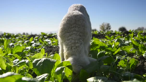 Un cordero sufolk blanco, de pocos días de edad — Vídeos de Stock