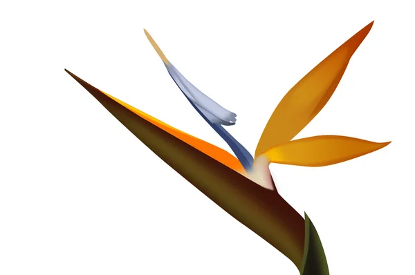 Strelezia,Bird of Paradise flower — Stock Photo, Image