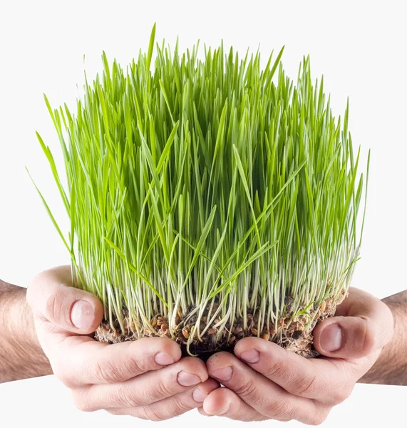 Novruz çim sahası