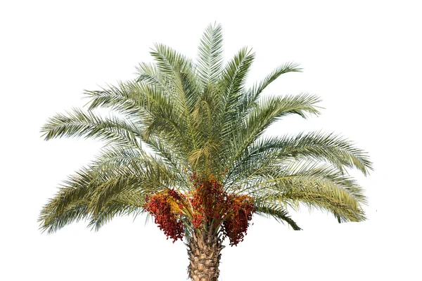 palmiye tarihi ağacı