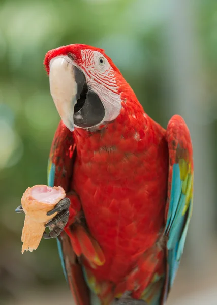 Uma arara escarlate testamento brinca rolando na grama na Amazônia peruana — Fotografia de Stock