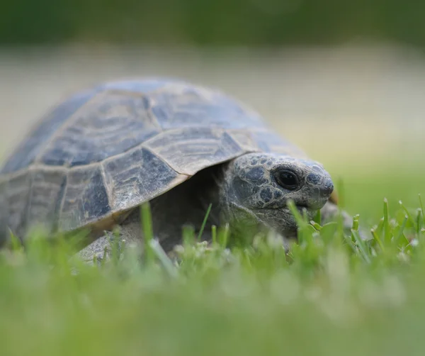 Kaplumbağa beyaz arkaplanda izole edildi — Stok fotoğraf