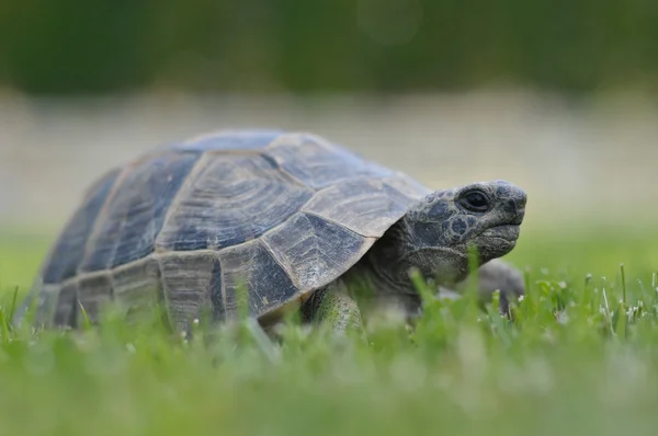 Tortue isolée sur fond blanc — Photo