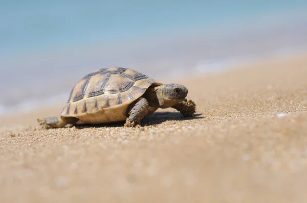 Schildpad geïsoleerd op witte achtergrond — Stockfoto