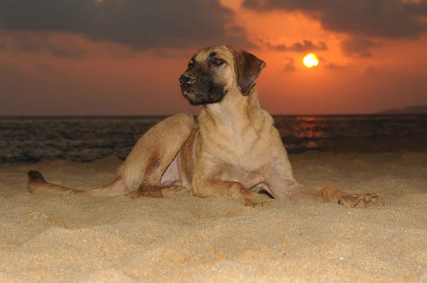 Pôr do sol atrás do cão no oceano — Fotografia de Stock