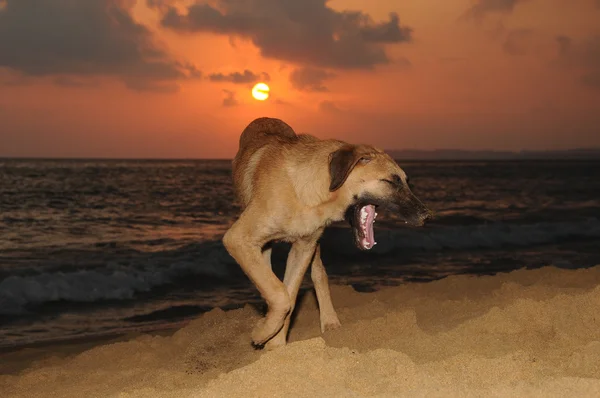 Sonnenuntergang hinter dem Hund im Meer — Stockfoto