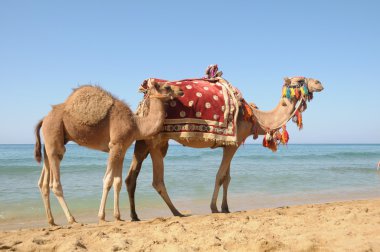 Arap deve veya dromedary Sahra Çölü, douz, Tunus bir seviştiği deve olarak da bilinir