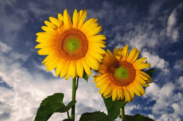 Zwei Sonnenblumen in Nahaufnahme Stockbild