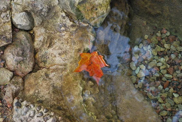 Красиве Червоне Осіннє Кленове Листя Холодній Воді Кінці Осені — стокове фото