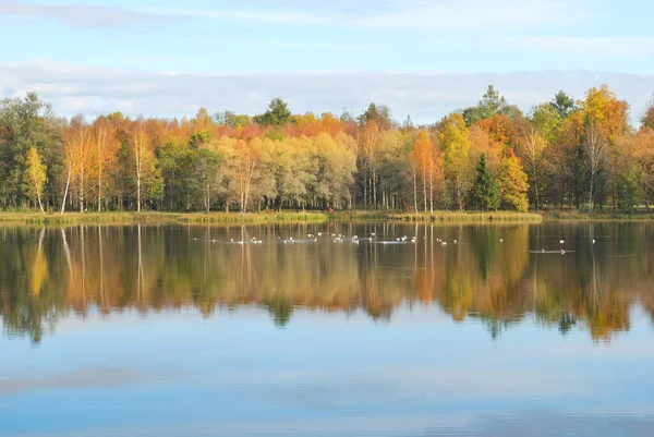 Goldener Herbst Schönen Park — Stockfoto