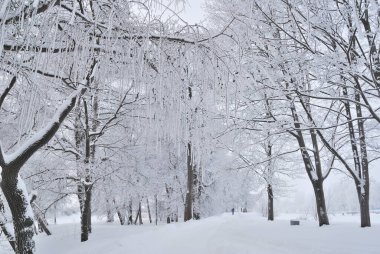 Kış parkında buzla kaplı güzel ağaçlar.