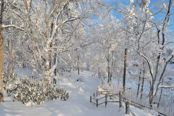 Finlande Très Beau Parc Avec Des Arbres Enneigés Imatra Hiver — Photo