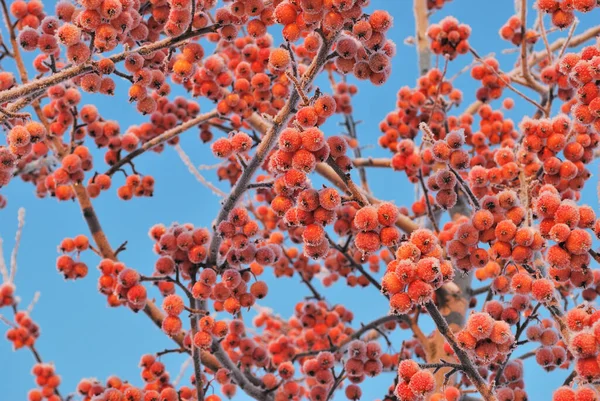 Pequeñas Manzanas Rojas Congeladas Cubiertas Con Rima Contra Cielo Azul — Foto de Stock