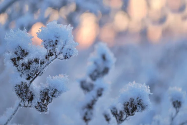 Παγωμένα Φυτά Ένα Ηλιόλουστο Χειμωνιάτικο Πρωινό — Φωτογραφία Αρχείου
