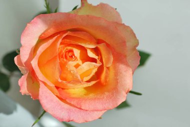 Çok güzel, narin bir ışık yükseldi.