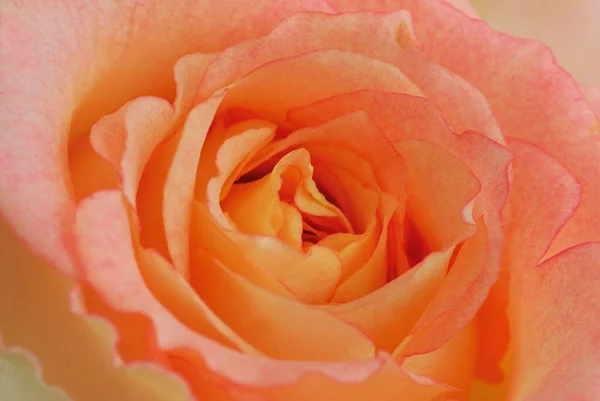 Very Beautiful Delicate Light Rose Close — Stock Photo, Image